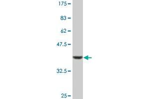 Western Blot detection against Immunogen (36. (INPP1 抗体  (AA 300-399))