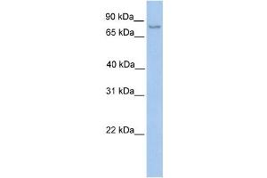 Western Blotting (WB) image for anti-NOP2/Sun Domain Family, Member 2 (NSUN2) antibody (ABIN2459234)