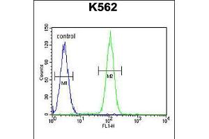 Flow cytometric analysis of K562 cells (right histogram) compared to a negative control cell (left histogram). (DDX27 抗体  (C-Term))