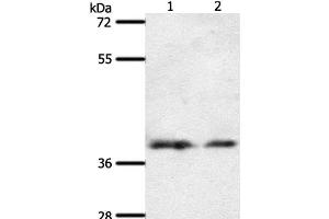 Western Blot analysis of 293T and hela cell using SSTR1 Polyclonal Antibody at dilution of 1:500 (SSTR1 抗体)