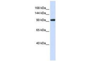 Image no. 1 for anti-SCAN Domain Containing 3 (SCAND3) (AA 51-100) antibody (ABIN6741003) (SCAND3 抗体  (AA 51-100))