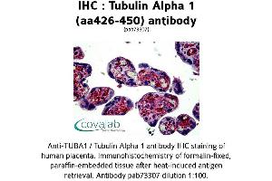 Image no. 2 for anti-alpha Tubulin (TUBA1) (AA 426-450) antibody (ABIN1740442) (alpha Tubulin 抗体  (AA 426-450))
