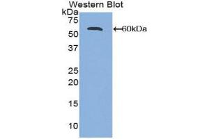 Western Blotting (WB) image for anti-Activated Leukocyte Cell Adhesion Molecule (ALCAM) (AA 28-527) antibody (ABIN1857960) (CD166 抗体  (AA 28-527))