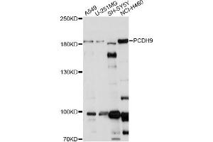 Western blot analysis of extracts of various cell lines, using PCDH9 antibody. (Protocadherin 9 抗体)