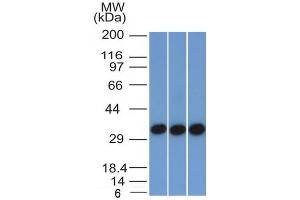 Western Blot of 293, A431 and HCT116 cell lysate using EpCAM-Monospecific Mouse Monoclonal Antibody (EGP40/1372). (EpCAM 抗体  (Extracellular Domain))