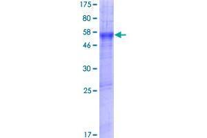 SLC39A11 Protein (AA 1-335) (GST tag)