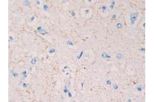 Detection of KISS1 in Human Cerebrum Tissue using Polyclonal Antibody to Kisspeptin 1 (KISS1) (KISS1 抗体  (AA 20-138))