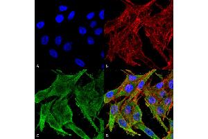 Immunocytochemistry/Immunofluorescence analysis using Rabbit Anti-Kir4. (KCNJ10 抗体  (APC))