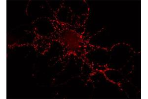 Indirect immunostaining of rat hippocampus neurons (dilution 1 : 500). (Piccolo 抗体  (AA 2011-2350))