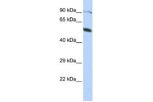 ZNF641 antibody used at 0. (ZNF641 抗体  (Middle Region))