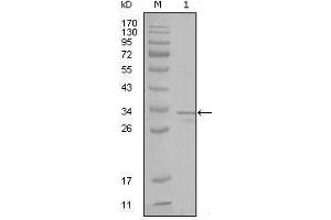 Western blot analysis using FRK mouse mAb against truncated FRK-His recombinant protein (1). (FRK 抗体  (AA 2-300))