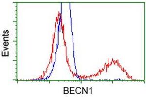 Image no. 5 for anti-Beclin 1, Autophagy Related (BECN1) antibody (ABIN1496868)