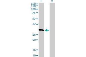 Western Blot analysis of IGFBP6 expression in transfected 293T cell line by IGFBP6 MaxPab polyclonal antibody. (IGFBP6 抗体  (AA 1-240))
