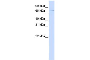 WB Suggested Anti-ZNF324 Antibody Titration:  0. (ZNF324 抗体  (N-Term))