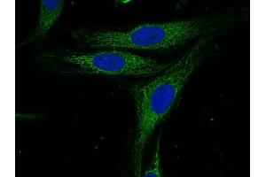 Indirect immunostaining of HELA cells (dilution 1 : 100; green). (Syntaxin 4 抗体  (Cytoplasmic Domain))