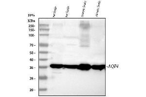 Western blot analysis of Aquaporin 4 using anti-Aquaporin 4 antibody (ABIN3043789). (Aquaporin 4 抗体  (C-Term))