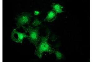 Anti-FHL1 mouse monoclonal antibody (ABIN2453832) immunofluorescent staining of COS7 cells transiently transfected by pCMV6-ENTRY FHL1 (RC203478). (FHL1 抗体)