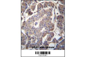 GP2 Antibody immunohistochemistry analysis in formalin fixed and paraffin embedded human pancreas tissue followed by peroxidase conjugation of the secondary antibody and DAB staining. (GP2 抗体  (N-Term))