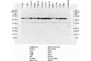 Western blot analysis of multiple cell lines lysates showing detection of Calreticulin protein using Rabbit Anti-Calreticulin Polyclonal Antibody . (Calreticulin 抗体  (PerCP))