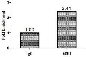 Chromatin Immunoprecipitation MCF-7 (1. (Estrogen Receptor alpha 抗体  (AA 10-591))