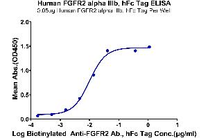 Immobilized Human FGFR2 alpha IIIb, hFc tag at 0.