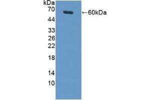 Detection of Recombinant MUC20, Rat using Polyclonal Antibody to Mucin 20 (MUC20) (MUC20 抗体  (AA 113-347))