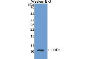 Western Blotting (WB) image for anti-S100 Calcium Binding Protein A6 (S100A6) (AA 1-89) antibody (ABIN1078507) (S100A6 抗体  (AA 1-89))