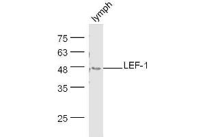Mouse lymph node lysates probed with Rabbit Anti-LEF-1 Polyclonal Antibody, Unconjugated  at 1:500 for 90 min at 37˚C. (LEF1 抗体  (AA 331-399))