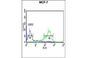 Flow Cytometric analysis of MCF-7 cells using HAPLN1 Antibody (N-term) Cat. (HAPLN1 抗体  (N-Term))
