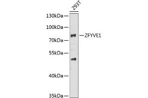 Western blot analysis of extracts of 293T cells, using ZFYVE1 antibody (ABIN6128964, ABIN6150436, ABIN6150437 and ABIN6223429) at 1:1000 dilution. (ZFYVE1 抗体  (AA 1-280))