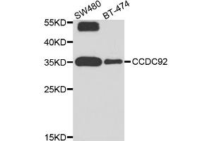 Western blot analysis of extracts of various cell lines, using CCDC92 antibody (ABIN5974817) at 1/1000 dilution. (CCDC92 抗体)