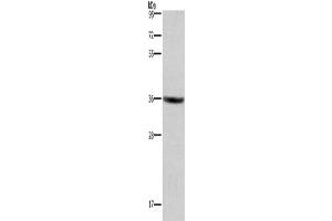Gel: 8 % SDS-PAGE, Lysate: 40 μg, Lane: HT29 cells, Primary antibody: ABIN7190847(GPR171 Antibody) at dilution 1/400, Secondary antibody: Goat anti rabbit IgG at 1/8000 dilution, Exposure time: 3 minutes (GPR171 抗体)