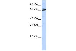 Western Blotting (WB) image for anti-Arylsulfatase H (ARSH) antibody (ABIN2458872) (Arylsulfatase H 抗体)