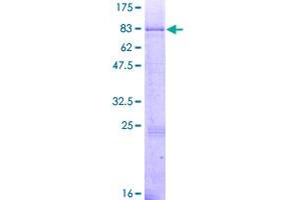 MGAT3 Protein (AA 1-533) (GST tag)