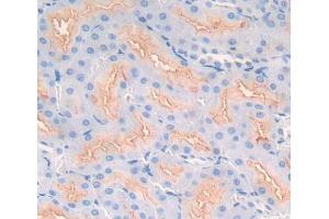 Used in DAB staining on fromalin fixed paraffin- embedded kidney tissue (SMPD2 抗体  (AA 1-324))