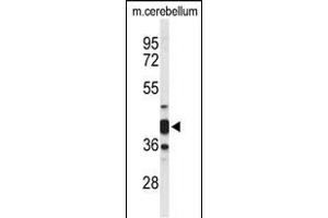 Western blot analysis of CYTH3 Antibody (C-term) (ABIN653626 and ABIN2842979) in mouse cerebellum tissue lysates (35 μg/lane). (Cytohesin 3 抗体  (C-Term))