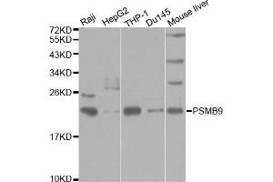 Western Blotting (WB) image for anti-Proteasome (Prosome, Macropain) Subunit, beta Type, 9 (Large Multifunctional Peptidase 2) (PSMB9) (AA 1-219) antibody (ABIN3022518)