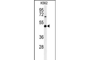 Western blot analysis of B3GAT1 Antibody (N-term) (ABIN653880 and ABIN2843128) in K562 cell line lysates (35 μg/lane). (CD57 抗体  (N-Term))