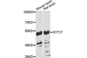 Western blot analysis of extracts of various cell lines, using SYT17 antibody (ABIN5972739) at 1:3000 dilution. (SYT17 抗体)