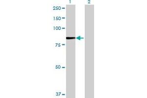 Western Blotting (WB) image for GSN 293T Cell Transient Overexpression Lysate(Denatured) (ABIN1332025)