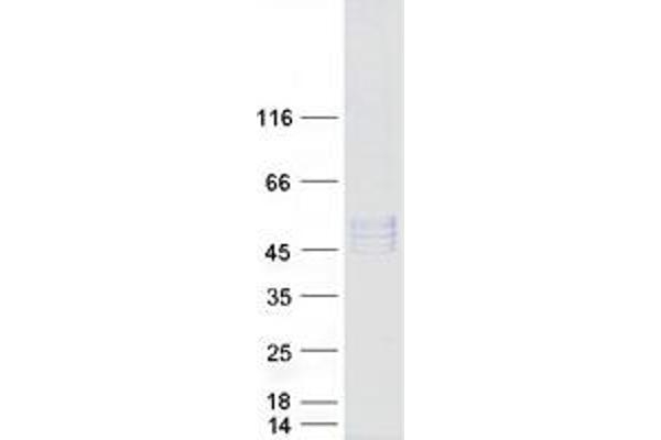 POGLUT1 Protein (Transcript Variant 1) (Myc-DYKDDDDK Tag)