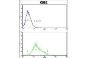 MFN2 Antibody (Center) (ABIN652786 and ABIN2842515) flow cytometric analysis of k562 cells (bottom histogram) compared to a negative control cell (top histogram). (MFN2 抗体  (AA 447-476))