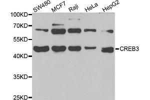Western blot analysis of extracts of various cell lines, using CREB3 antibody (ABIN5973944) at 1/1000 dilution. (CREB3 抗体)