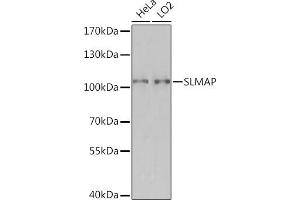 Western blot analysis of extracts of various cell lines, using SLMAP Rabbit pAb (ABIN7270147) at 1:3000 dilution. (SLMAP 抗体  (AA 540-790))