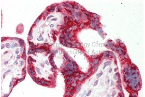 Rabbit Anti-CKAP4 antibody  Formalin Fixed Paraffin Embedded Tissue: Human Adult Placenta  Observed Staining: Cytoplasm in hepatocytes Primary Antibody Concentration: 1:600 Secondary Antibody: Donkey anti-Rabbit-Cy3 Secondary Antibody Concentration: 1:200 Magnification: 20X Exposure Time: 0. (CKAP4 抗体  (Middle Region))