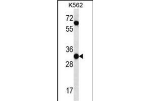 PI15 Antibody (N-term) (ABIN657253 and ABIN2846351) western blot analysis in K562 cell line lysates (35 μg/lane). (PI15 抗体  (N-Term))
