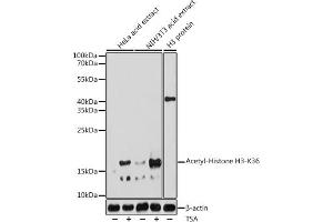 Western blot analysis of extracts of various cell lines, using Acetyl-Histone H3-K36 antibody (ABIN7267739) at 1:1000 dilution. (Histone H4 抗体  (H3K36))