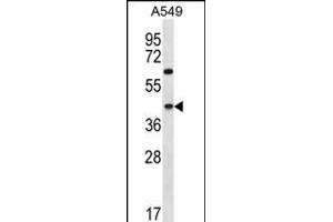 C109B Antibody (C-term) (ABIN656289 and ABIN2845598) western blot analysis in A549 cell line lysates (35 μg/lane). (C109B (AA 291-320), (C-Term) 抗体)
