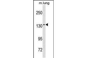 Western blot analysis in mouse lung tissue lysates (35ug/lane). (SEC31A 抗体  (AA 473-502))