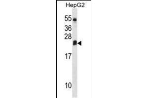 DHRS4L2 Antibody (Center) (ABIN1537823 and ABIN2849908) western blot analysis in HepG2 cell line lysates (35 μg/lane). (DHRS4L2 抗体  (AA 132-158))